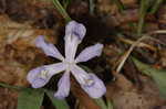 Dwarf crested iris